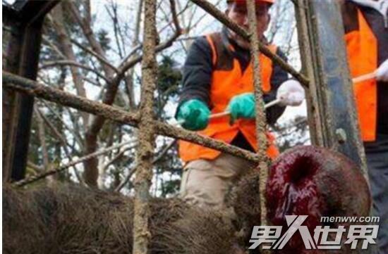 恐怖！日本猎杀变异野猪 丑陋变异野猪竟有吃人行为