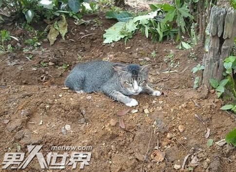 猫咪守墓不肯离开去世主人