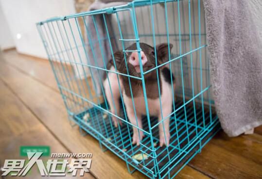 三个院子林更新养的什么猪