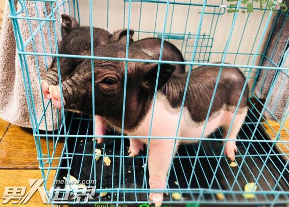 三个院子林更新养的什么猪