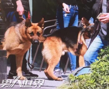 南方有乔木时樾的狗是什么品种