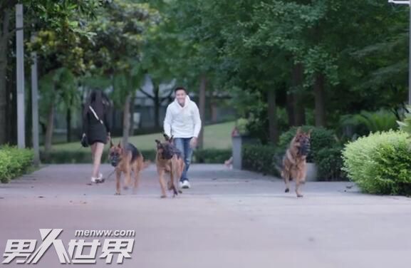 南方有乔木时樾的狗是什么品种