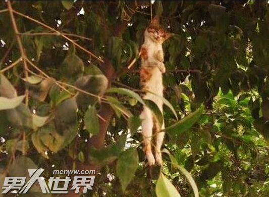 猫死了为什么挂树上