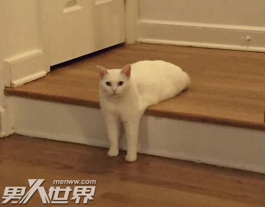 猫为什么喜欢快死的人