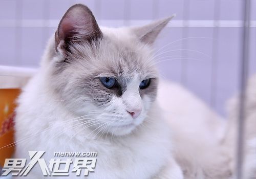 猫为什么喜欢快死的人