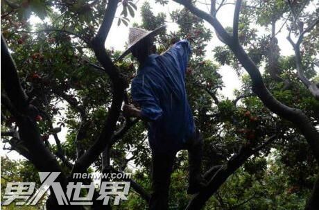 景区摘杨梅坠亡