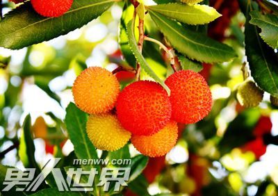 景区摘杨梅坠亡