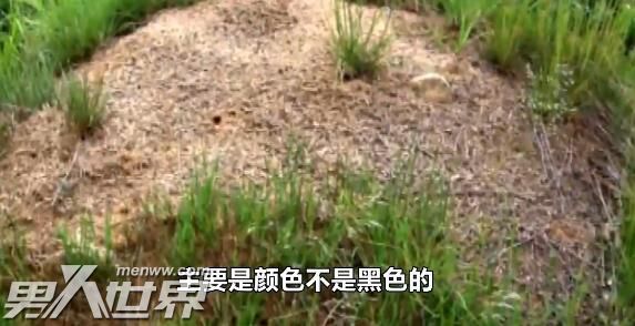 男子被蚂蚁咬伤后身亡