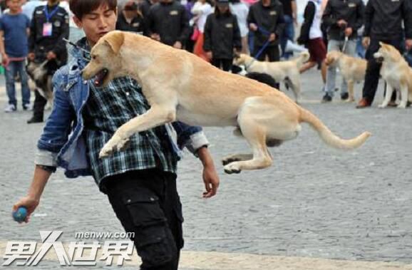 营救汪星人大雄是什么品种