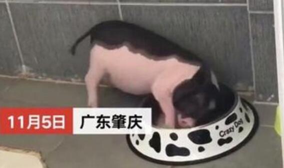 在宿舍养猪被通报批评