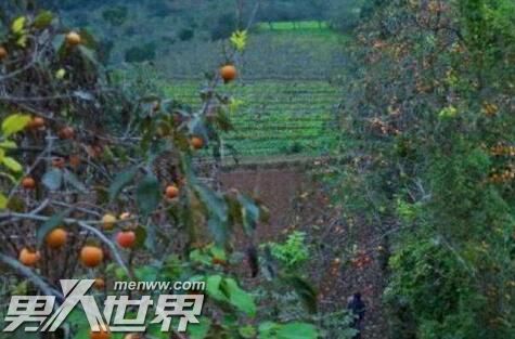 李子柒住在哪里是哪里人