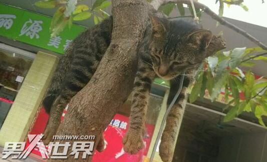 猫死了挂树上还是埋了