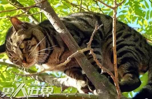 猫死了挂树上还是埋了