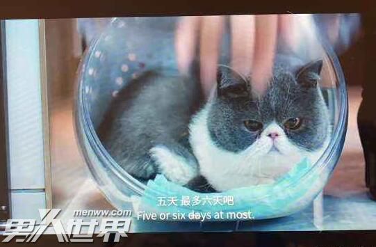 囧妈里的猫是什么品种 