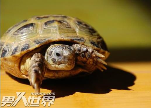 古人为什么用龟壳占卜