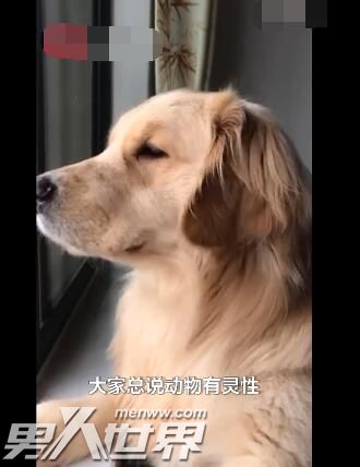 狗流泪是什么征兆