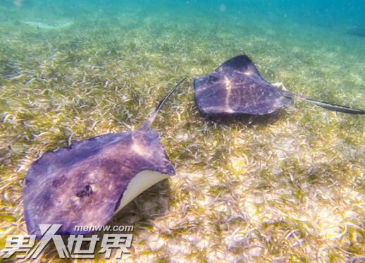 吸血毯是真的存在吗
