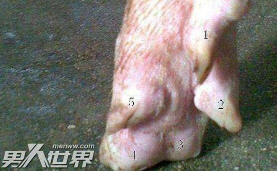 养了五爪猪运气好不好