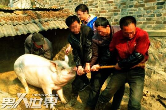 养了五爪猪运气好不好