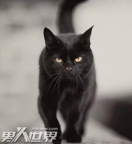 武则天后来为什么怕猫