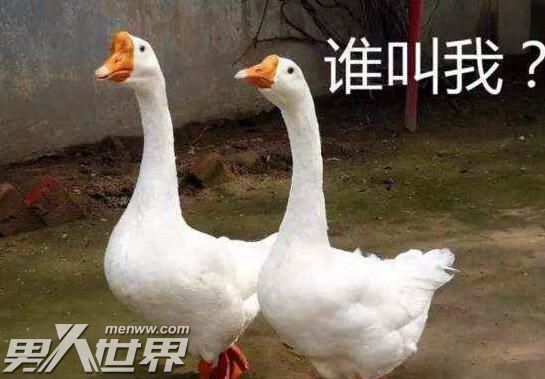 黄鼠狼为什么怕鹅