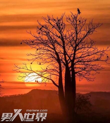 女生网名叫蓝桉是什么意思