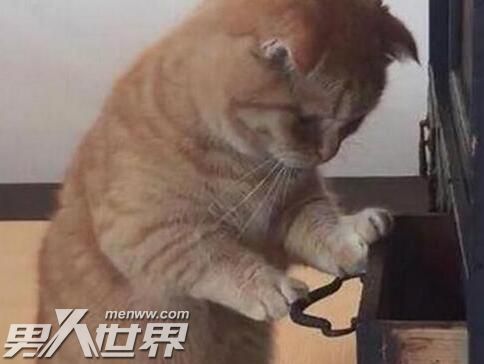 猫咪临死前有什么征兆