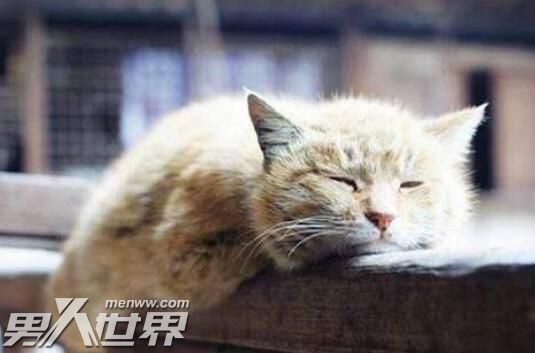 猫咪临死前有什么征兆