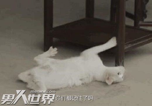 当家主母第几集毒死猫