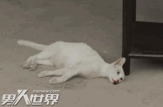 当家主母第几集毒死猫