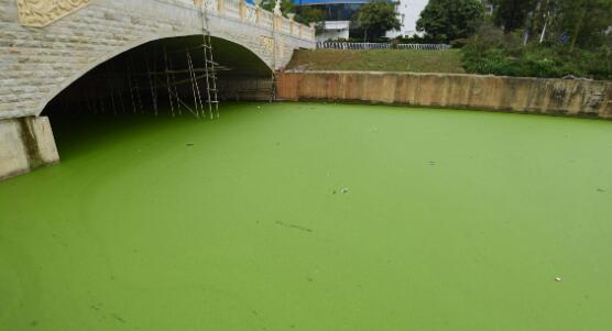 河水里的绿色漂浮物是什么