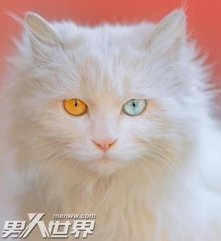 为什么故宫里有那么多猫