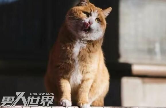 为什么故宫里有那么多猫