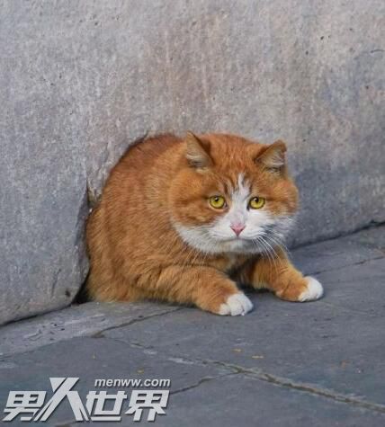 为什么故宫里有那么多猫