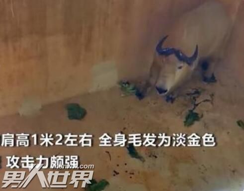 罕见六不像生物被困工厂