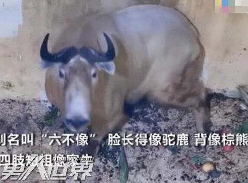 罕见六不像生物被困工厂