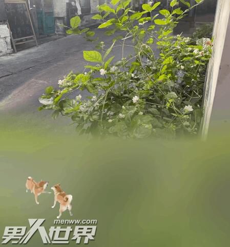 微信农场状态:能养猪还能打蟑螂