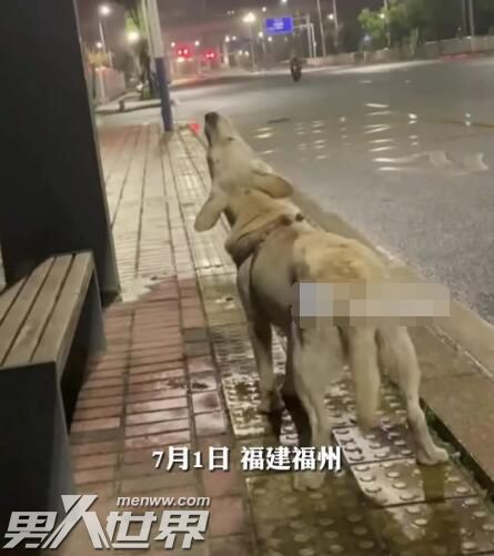 流浪狗仰头喝雨水过路男子带回养